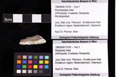 Foto (Objket + Etiketten) von Mundopsidae indet. 